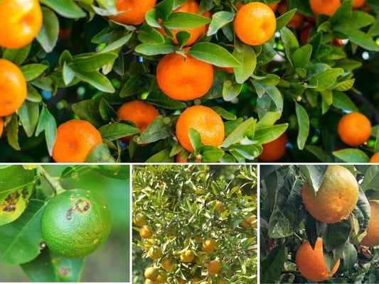 Citrus