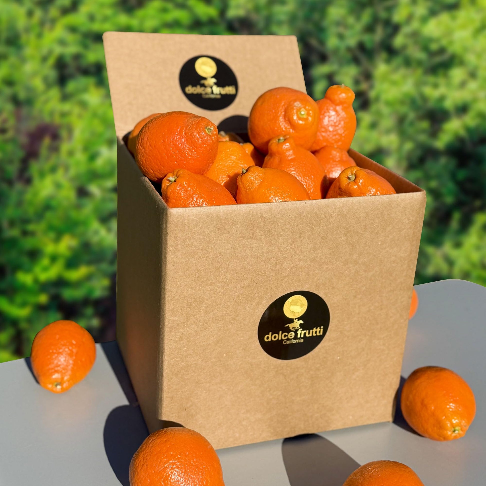 Minneola tangelos 6 Lbs