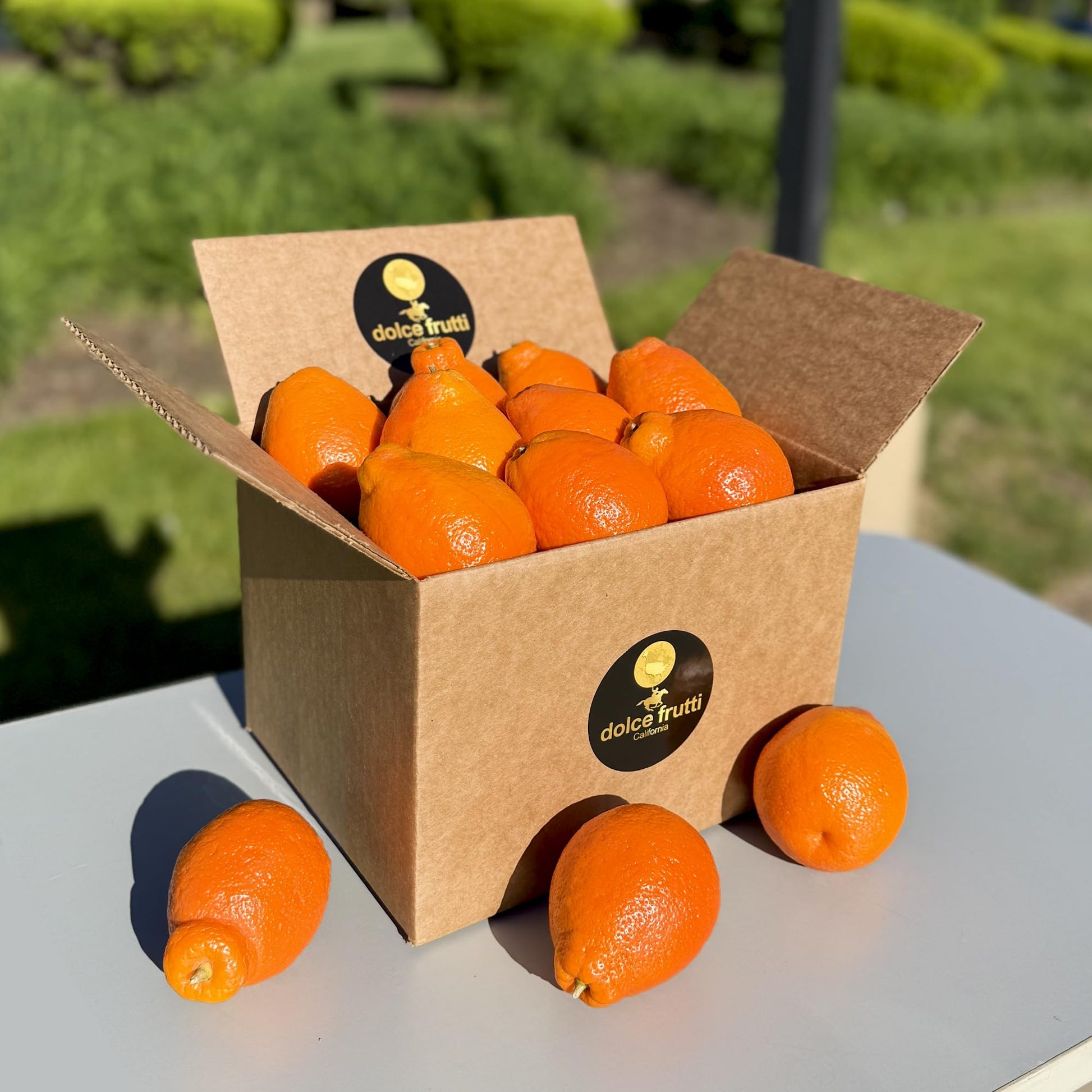 Minneola tangelos 8 Lbs