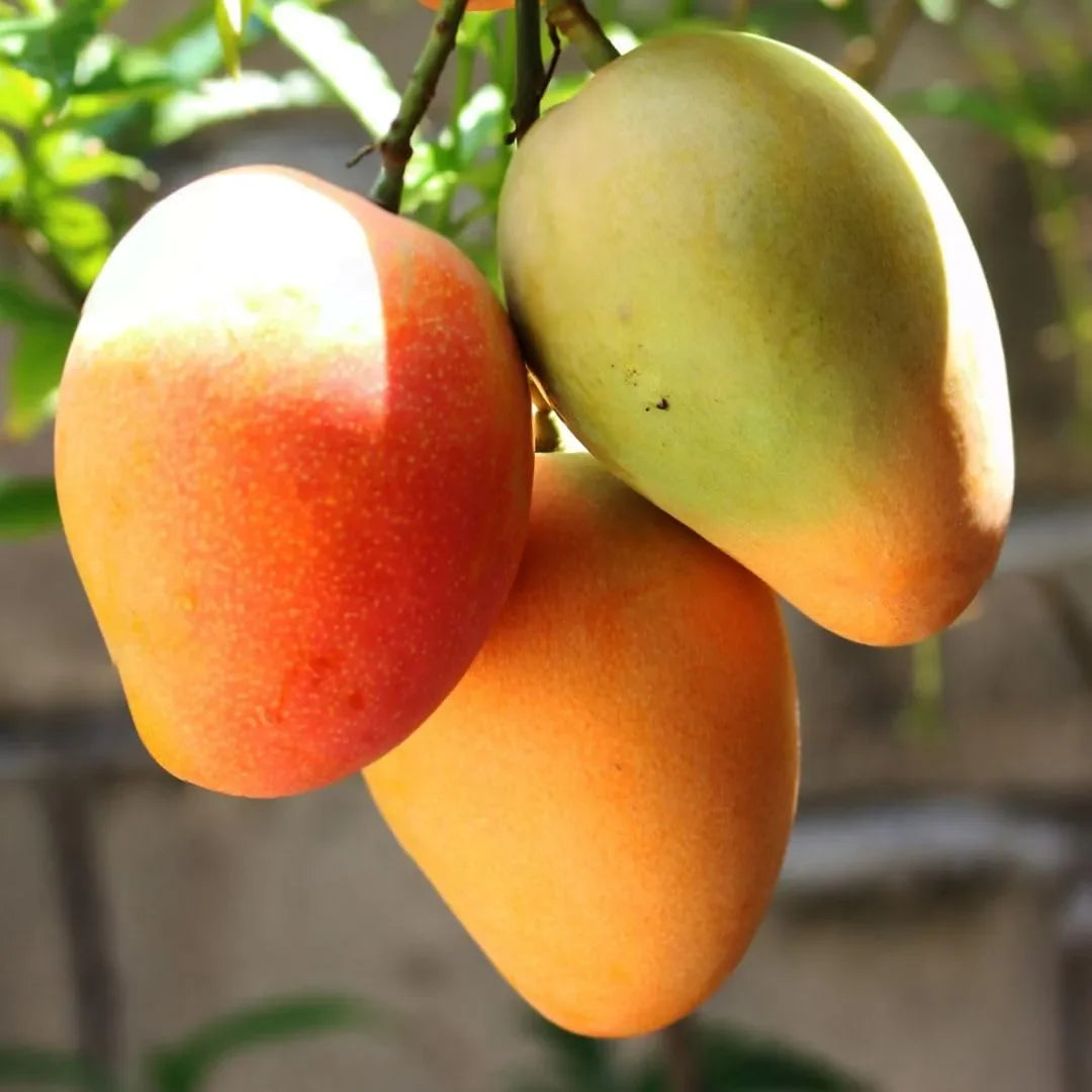 Organic Golden Lady Mangos
