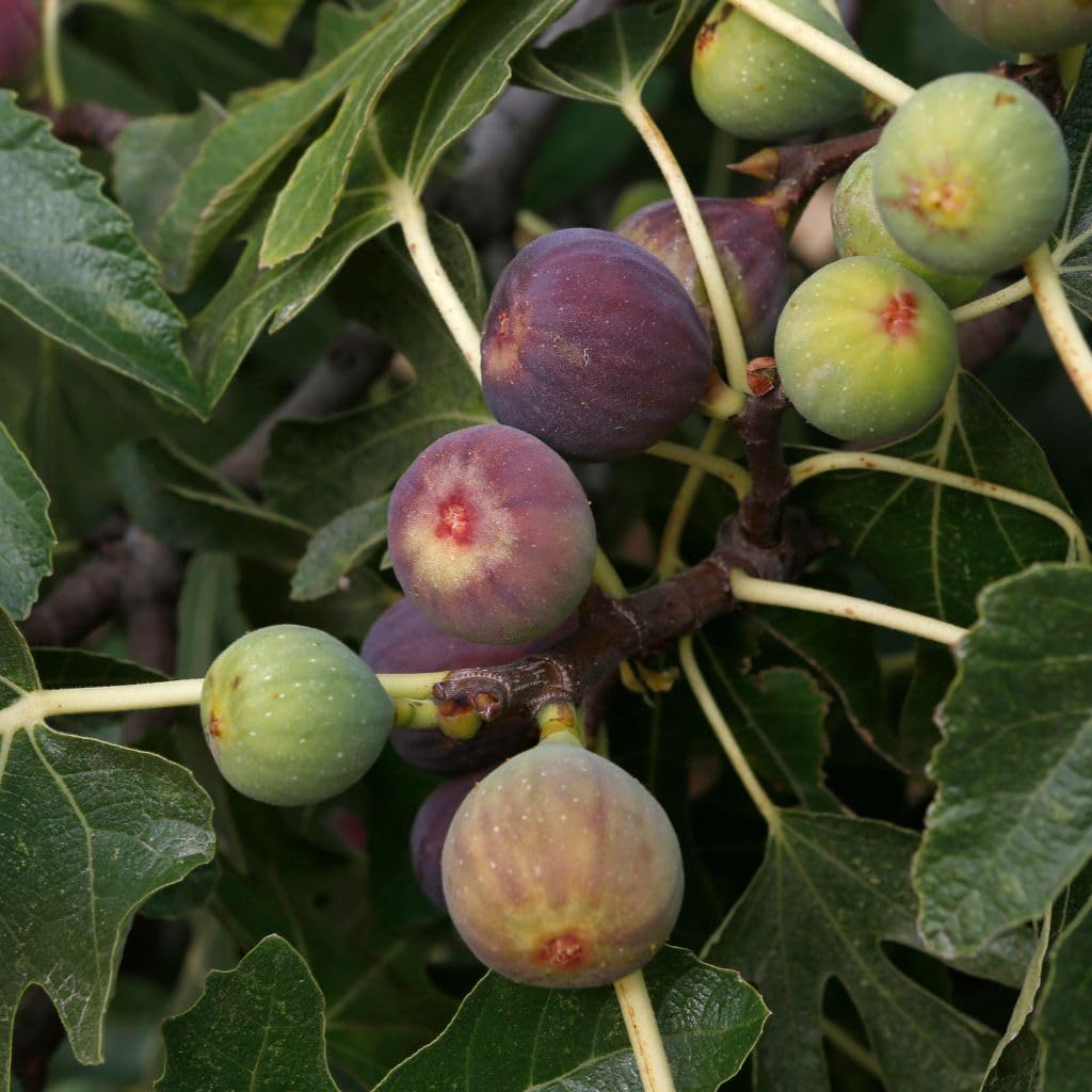 Violette de Bordeaux Figs