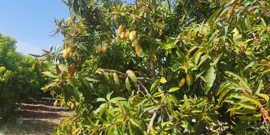 Mango Harvested