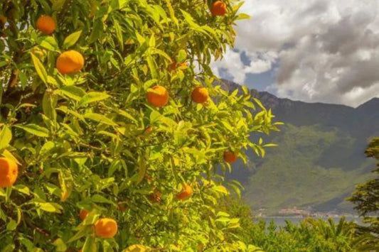 Which State Has the Best Citrus?