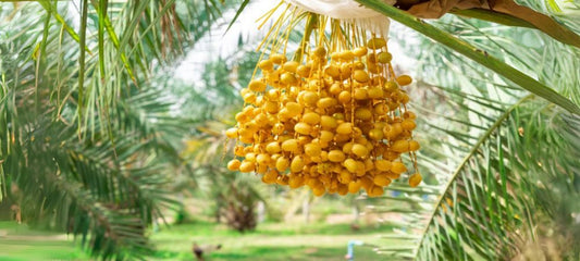 California and Barhi Dates