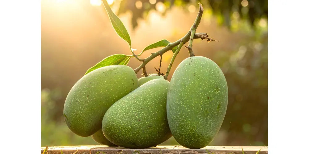  Keitt Mangos