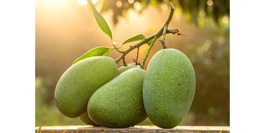 Keitt Mangos