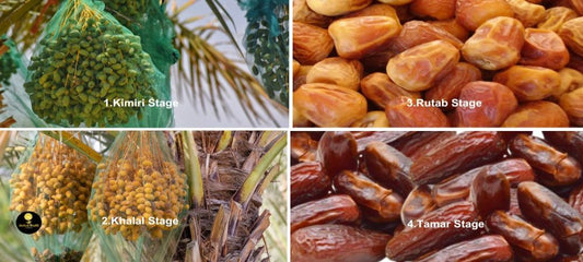 Barhi Dates Stages