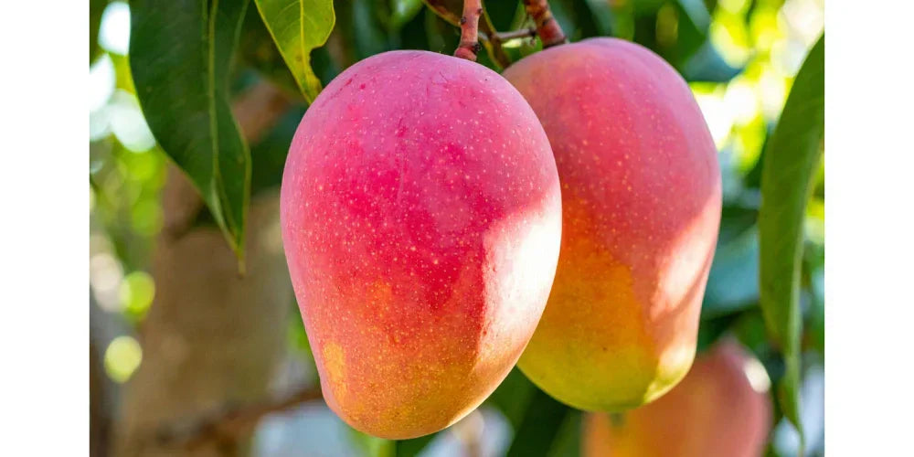 Haden Mango (Desert Ruby) Season 2025