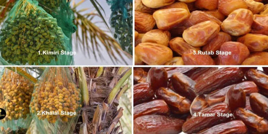 Barhi Dates