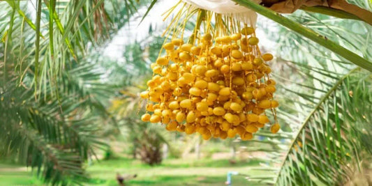 Barhi Dates