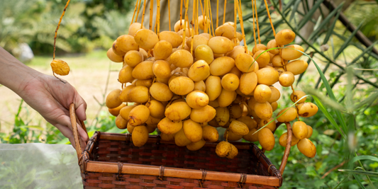 Yellow Barhi Dates