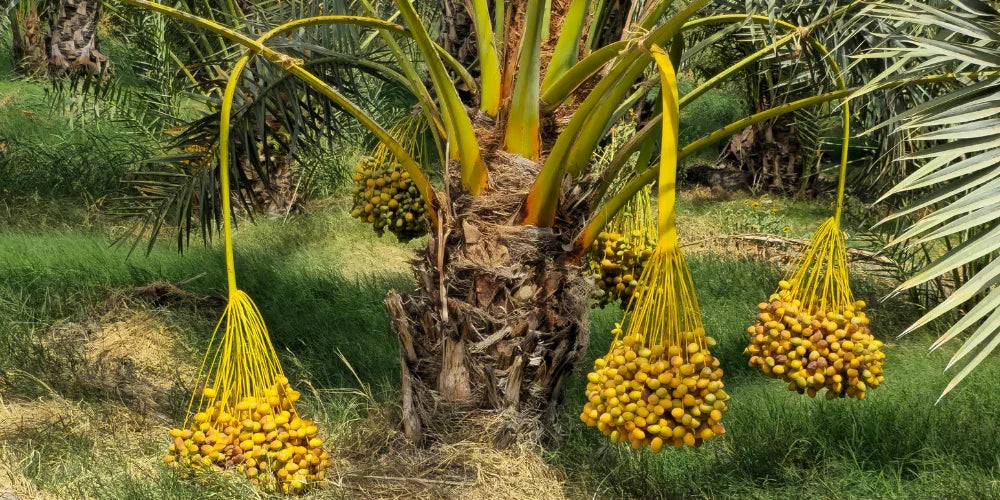 Yellow barhi dates