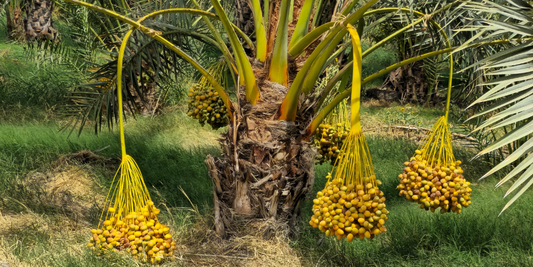 Yellow barhi dates