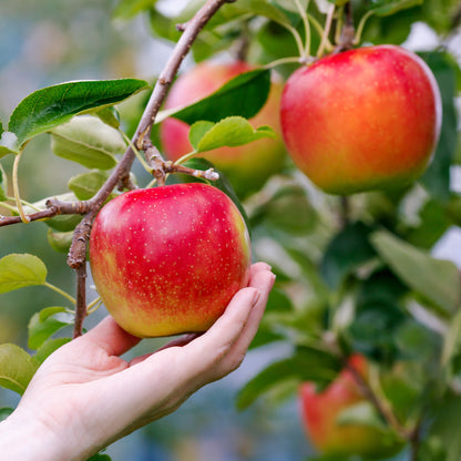 Gravenstein Apples