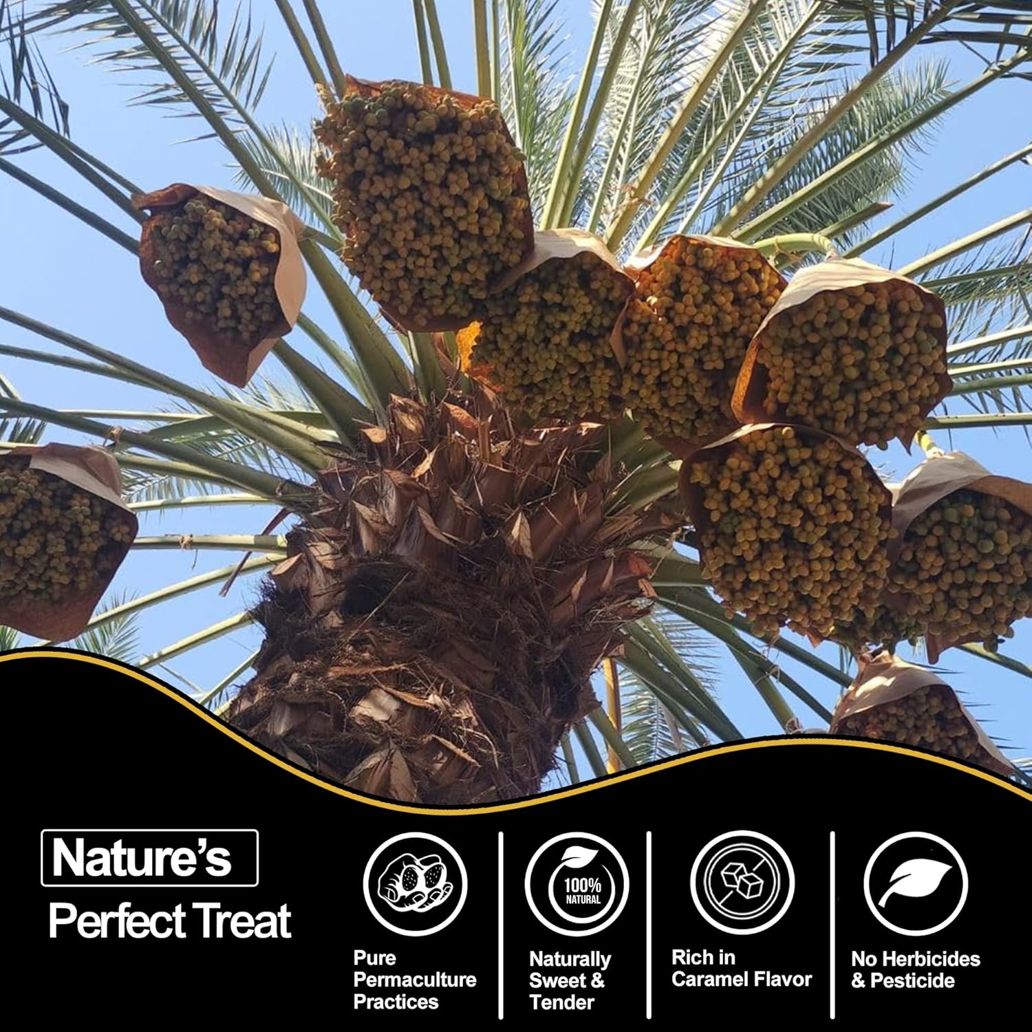 Barhi Dates tree