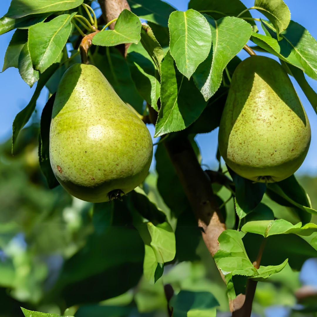 Barlett Pears