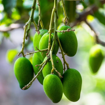 Fresh Keitt Mango