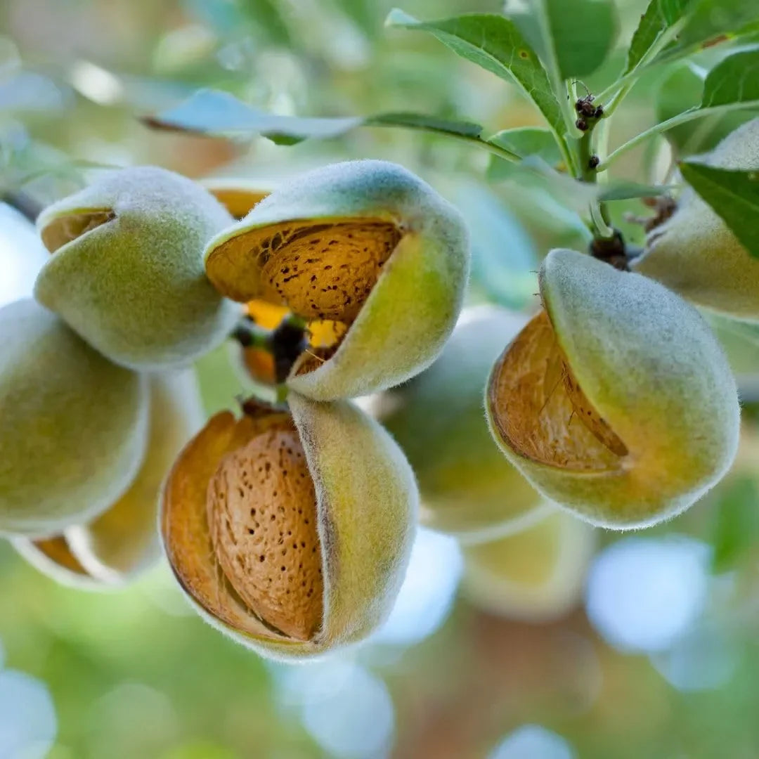 Nonpareil Almonds