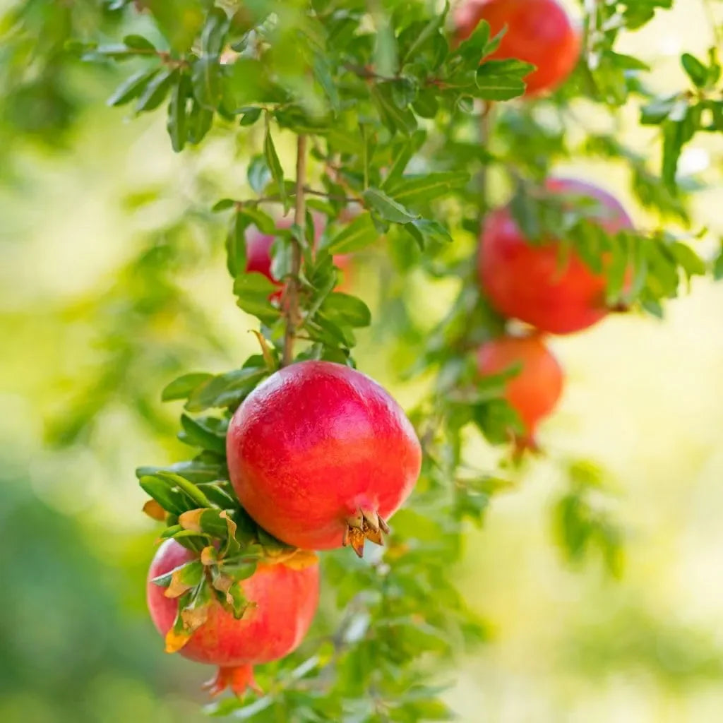Purple Heart Pomegranate