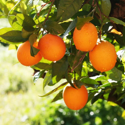 Temple Oranges 