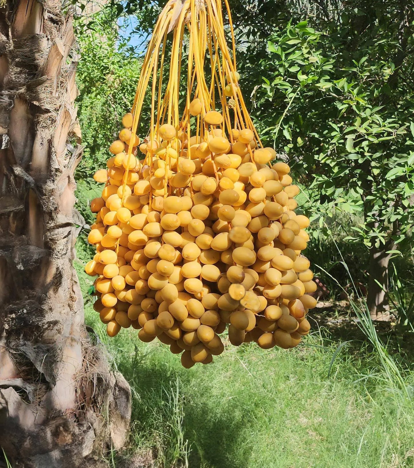 Yellow Barhi Dates (Khalal)