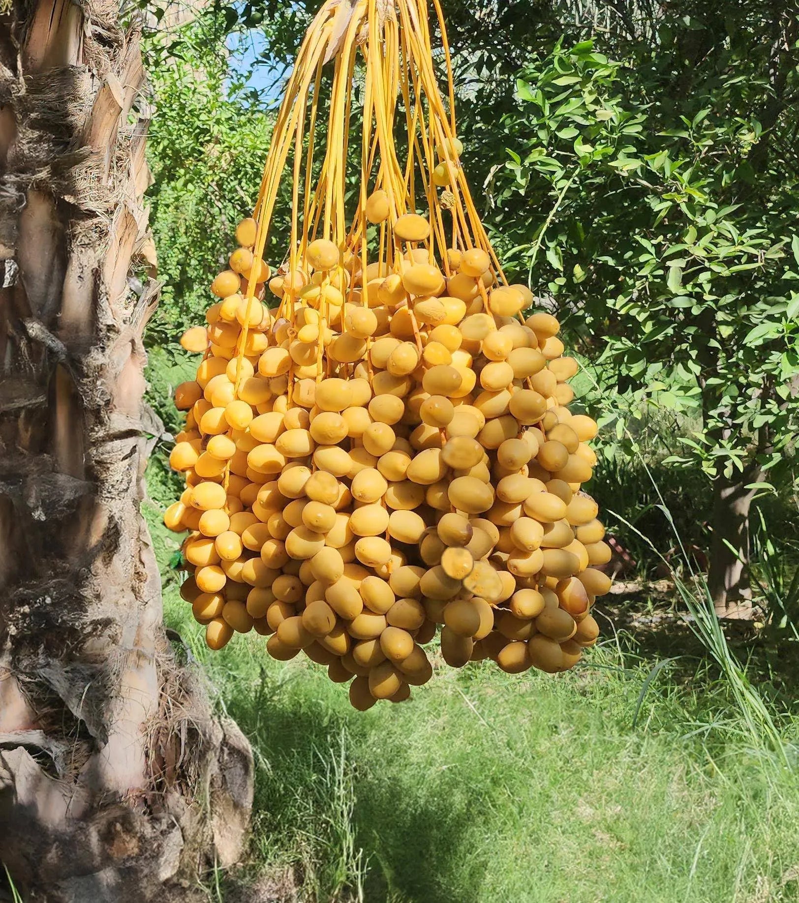 Yellow Barhi Dates (Khalal)