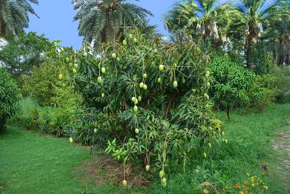 organic farming